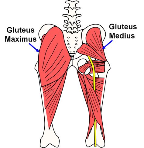 Illustratie van de gluteus maximus, medius en minimus spieren