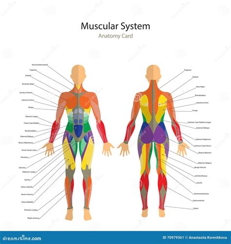 Anatomie van de spieren