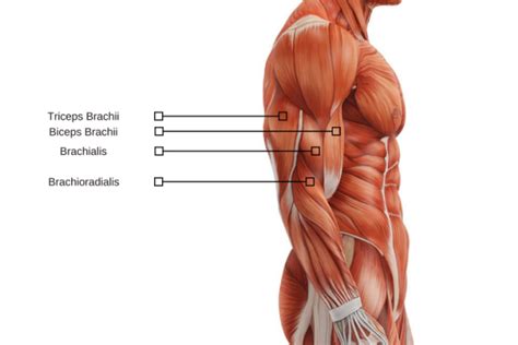 Anatomie van de triceps spier