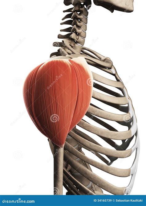 Anatomie van de schouderspier