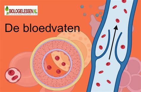 Verwijding van bloedvaten door pre-workout ingrediënten