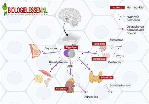 Hormonen in het lichaam
