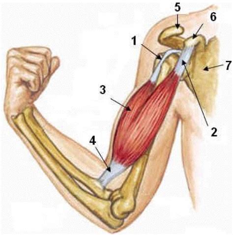 Anatomie van de biceps brachii en de aanhechting aan de schouder