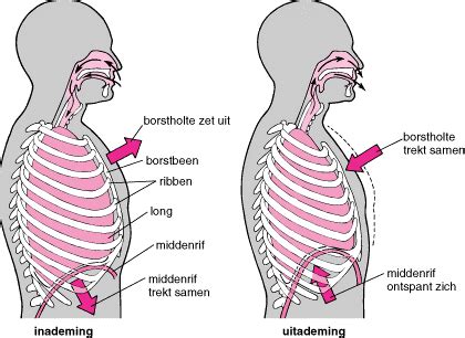 Anatomie van de ademhalingsspieren en middenrif