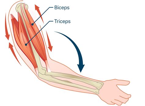 Anatomische illustratie van de spieren die getraind worden bij high knees.