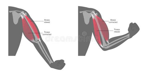 Triceps anatomie illustratie