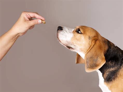 Hond die een kauwkluif eet