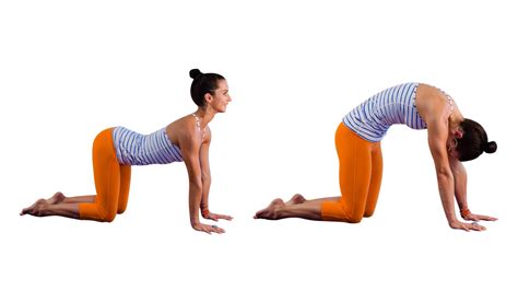 Illustratie van de Cat-Cow yoga pose