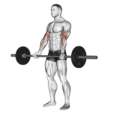 Barbell Curl uitvoering