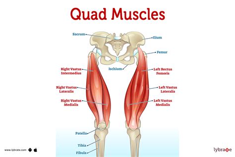 Illustratie van de quadriceps spiergroep.