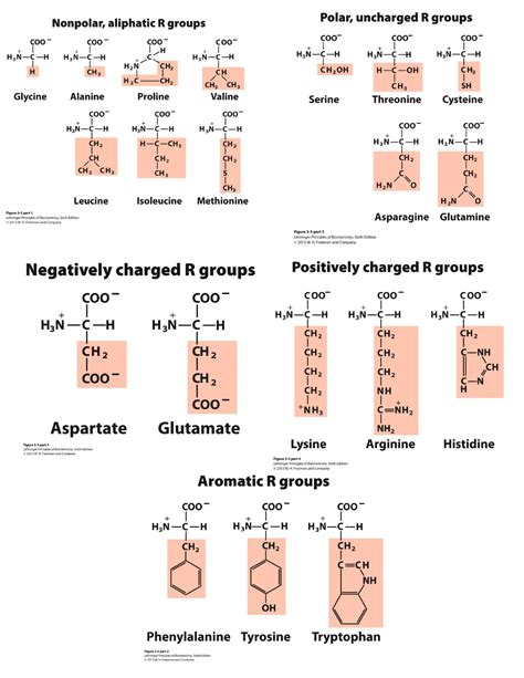 Diagram van de 20 fundamentele aminozuren
