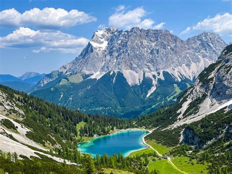 Weidekoeien in de Alpen