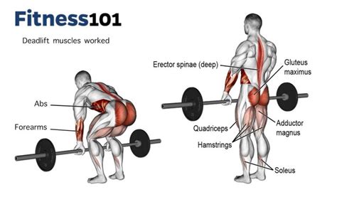 De spiergroepen die worden aangesproken tijdens een deadlift
