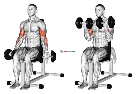 Diagram van de seated dumbbell bicep curl