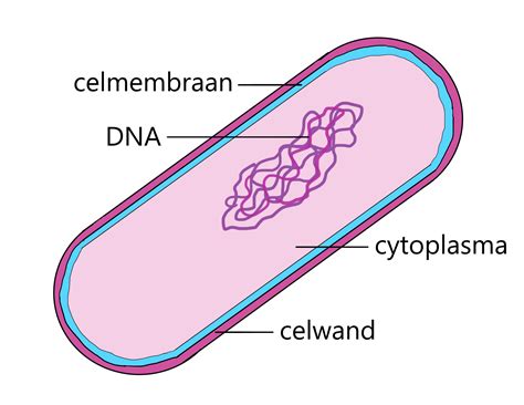 Afbeelding van de bacterie Cupriavidus necator