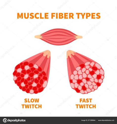 Illustratie van slow twitch en fast twitch spiervezels