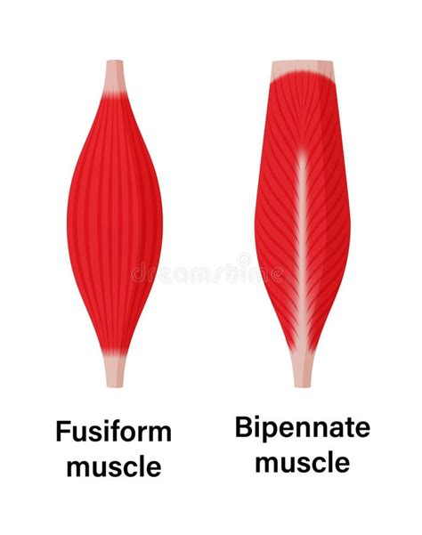 Diagram van fusiforme en pennate spierarchitectuur