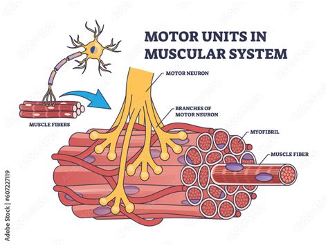 Illustratie van motor units en spiervezelactivatie