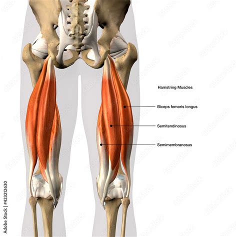 Hamstring anatomie