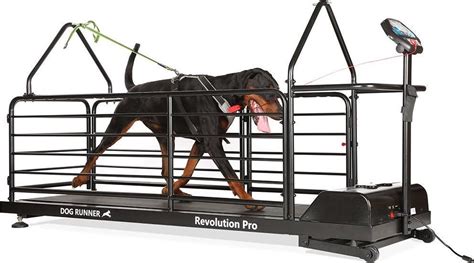 Hond op een hondenloopband
