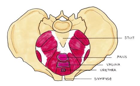 Anatomie van de bekkenbodemspier