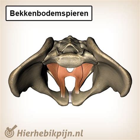 Anatomie van de bekkenbodemspieren