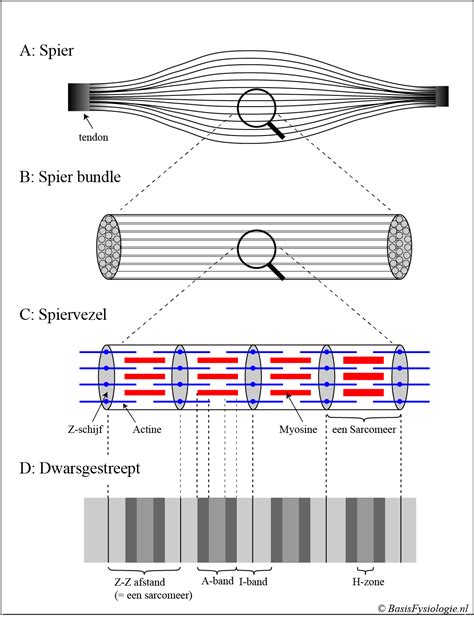 Schema van de interactie tussen creatine en magnesium in de spiercel
