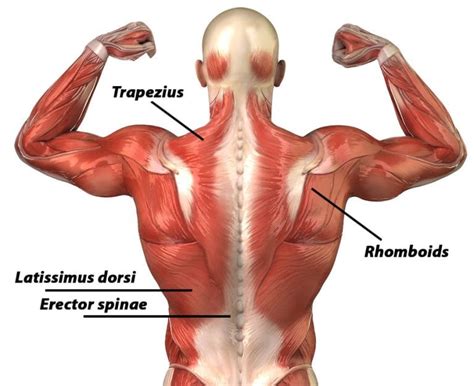 Anatomie van de rugspieren getraind met pull-ups
