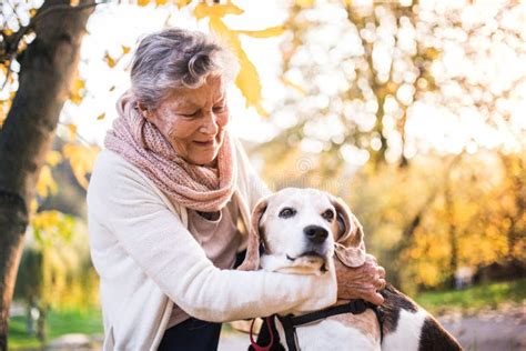 Oudere hond die wandelt