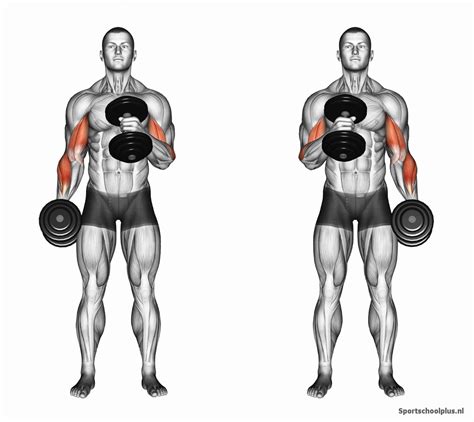Dumbbell oefeningen voor biceps