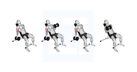 Tabel met spiergroepen getraind door incline dumbbell curl