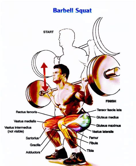 Diagram met veelgemaakte fouten bij de barbell squat