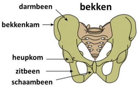 anatomische illustratie van het bekken met het schaambeen