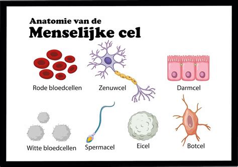 Verschillende typen basaalcelcarcinomen afgebeeld