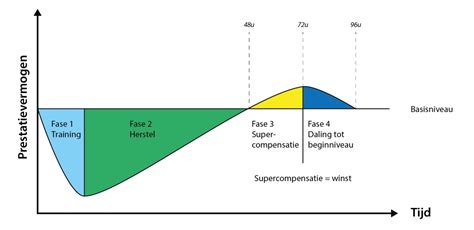 Diagram van spieropbouw na training