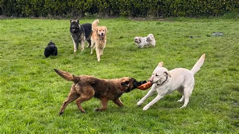 Hond met gedragsprobleem