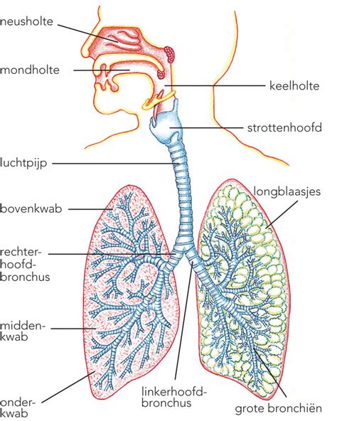 Diagram van de ademhalings- en core-stabilisatietechniek bij de deadlift