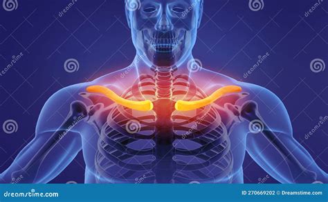 Anatomie van het sleutelbeen