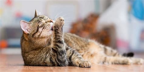 Katten die zichzelf verzorgen