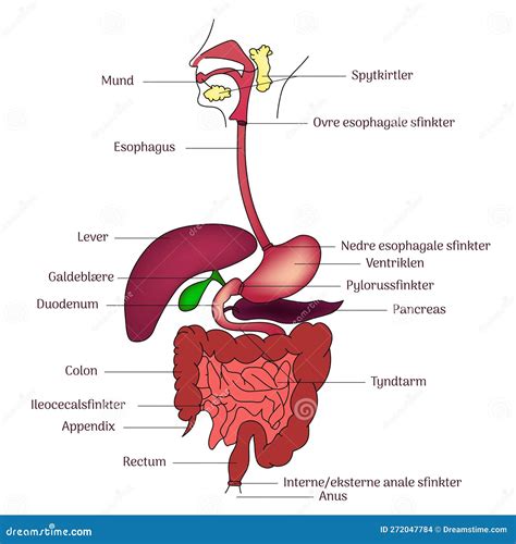 Diagram van het menselijk spijsverteringsstelsel