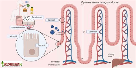 Infographic over de opname van voedingsstoffen in de dunne darm