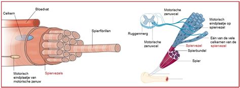 Schema van de spiervezel en de zenuwuiteinden die betrokken zijn bij neuromusculaire controle.