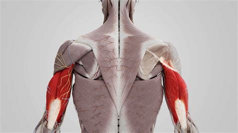 Anatomische illustratie van de musculus triceps brachii