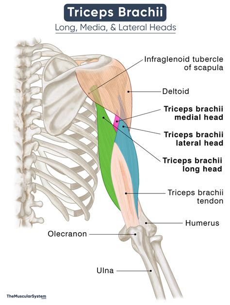 Diagram van de oorsprong en aanhechting van de triceps brachii