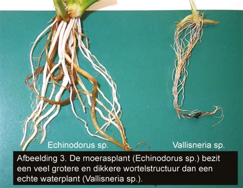 Structuur van een plantenwortel die nutriënten absorbeert