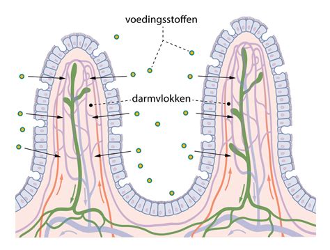 Diagram van de dunne darm met plooien, vlokken en microvilli