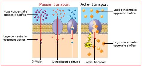 Illustratie van actief transport versus passief transport