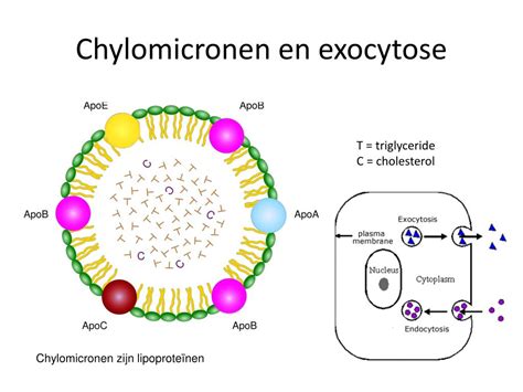 Schema van vetresorptie en transport via chylomicronen