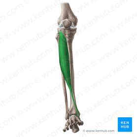 Anatomie van de musculus tibialis anterior