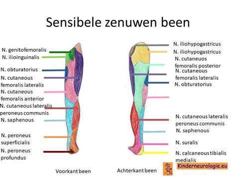 Overzicht van de zenuwen van het onderbeen
